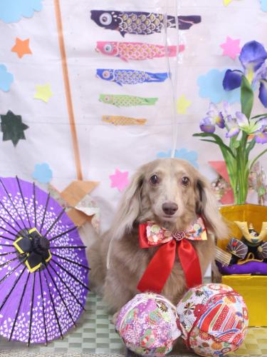 20240509ぺこちゃん